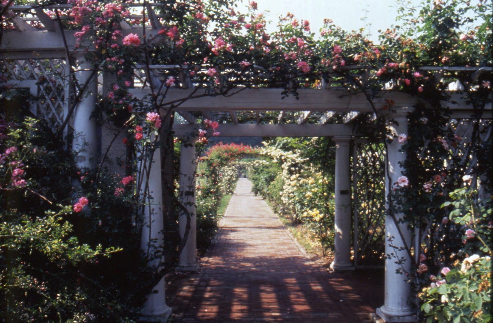 The Cranford Rose Garden