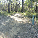 Perimeter Trail near Terrey Hills (307274)