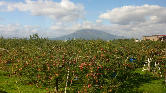 Apple trees against a backdrop of Mount Iwaki