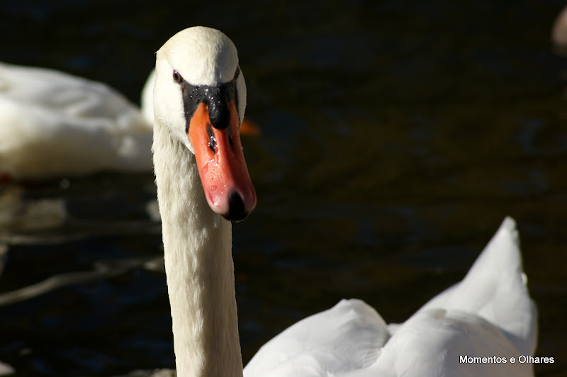 Cisne