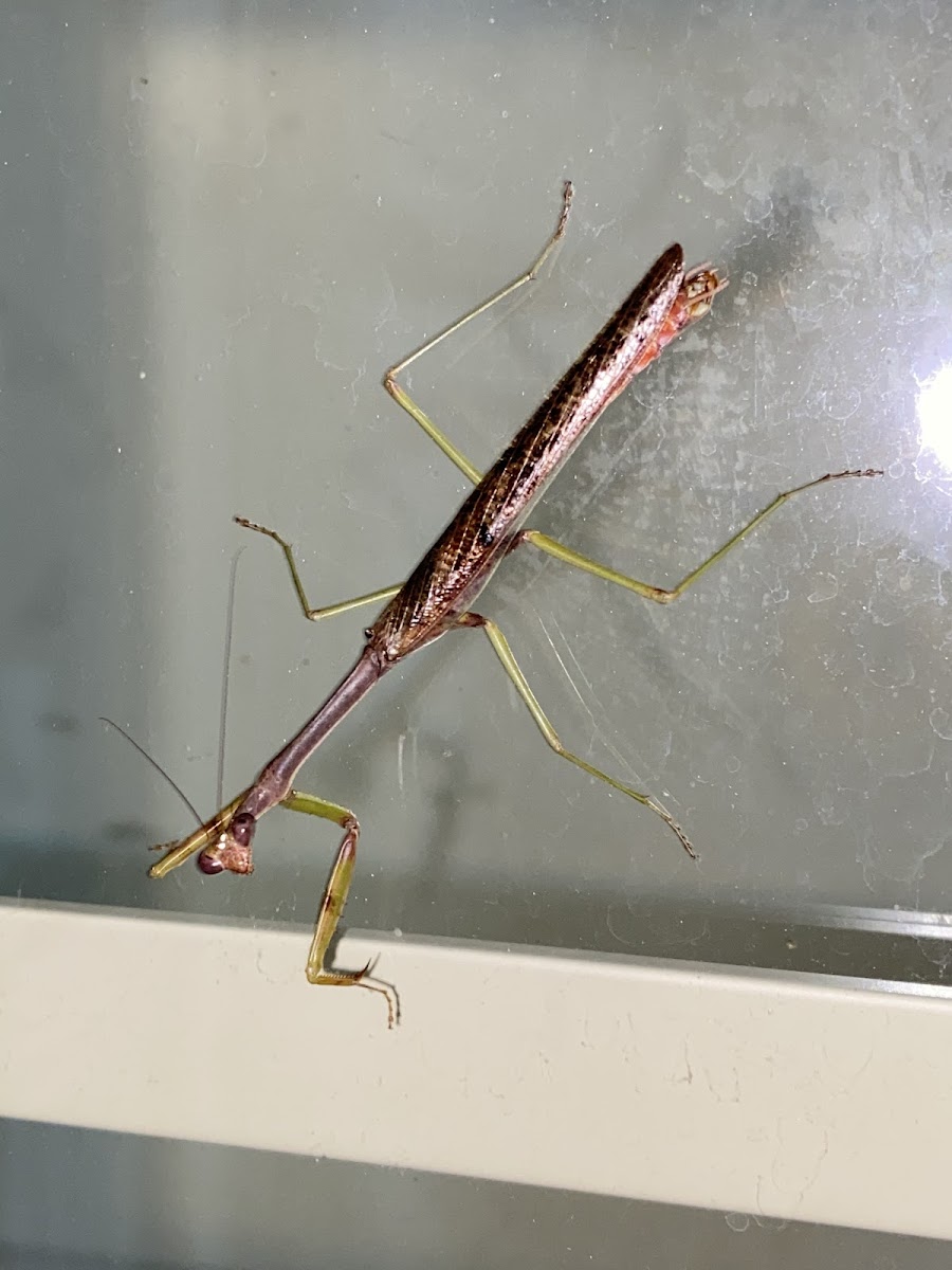 Carolina mantis