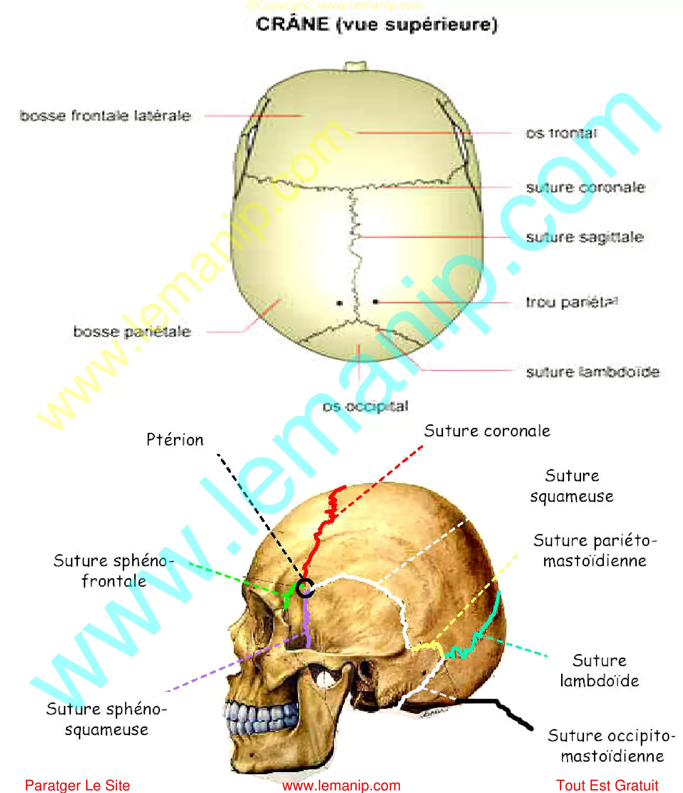 Crâne Humain : Anatomie Et Physiologie Squelette Axial