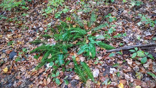Ferncliff Forest