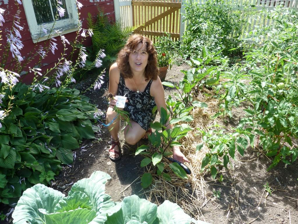 eggplant in her garden,