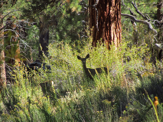 doe and faun in the forest