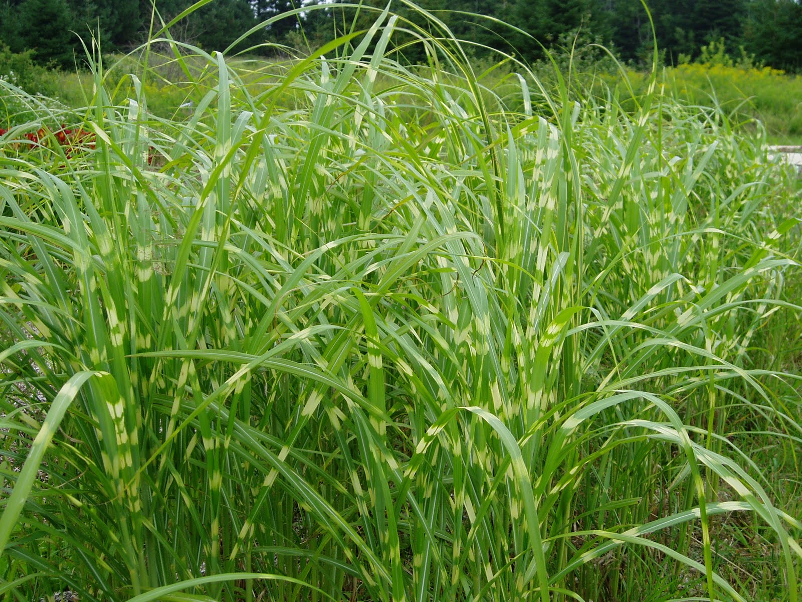 Lovegrass Farm Miscanthus Sinensis Zebrinus Ornamental Grass At