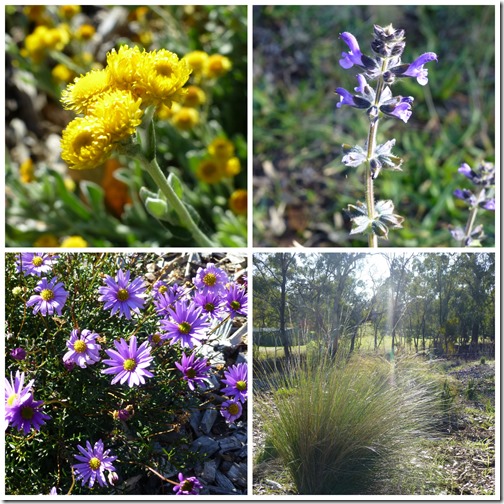 Wild flowers