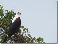 African Fish-eagle