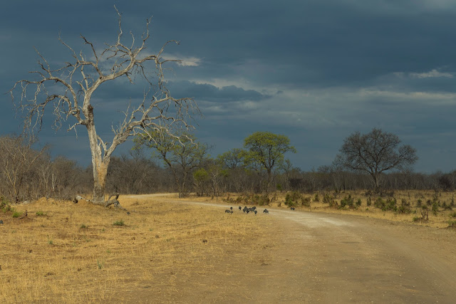 Botswana et Zimbabwe en octobre BotsZim_Oct2015_395