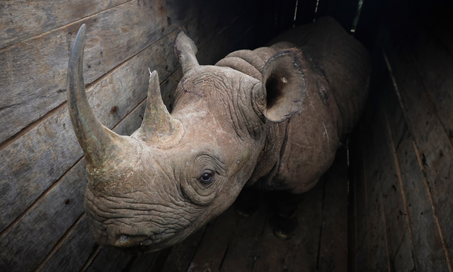 A female eastern black rhino stands inside a crate, waiting to be transported to Kenya’s Tsavo East national park. Ten out of 11 black rhinos died in July 2018 in their new home in Tsavo East national park after being moved by the state wildlife service, prompting protests from conservation groups around the world. An independent inquiry found that negligence by conservation officers was to blame for the deaths. The report found the animals had succumbed to stress and poisoning from drinking salty water. Photo: Dai Kurokawa / EPA