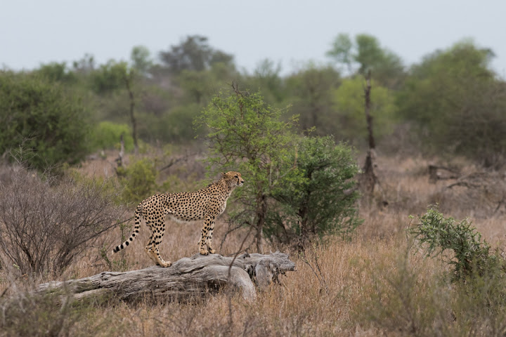 20151018_AFRICA15_D810_3756.jpg