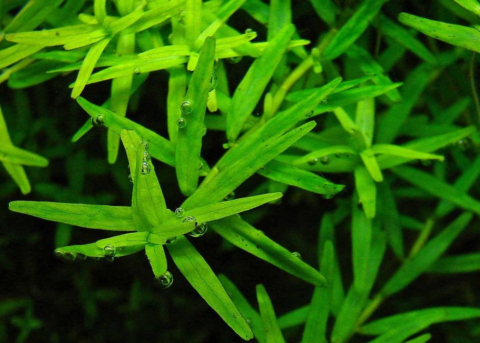 Ротала зеленая (Rotala sp. green)