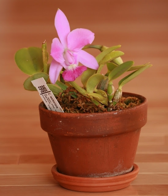 Миниатюрные каттлеи, лелии и их гибриды. Cattleya%2520walkeriana