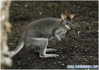 Wallaby atau kangguru pohon