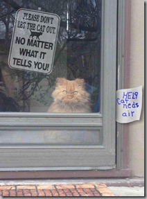 dont let the cat out 2