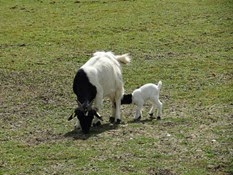 2015.04.27-054 chèvre et son chevreau