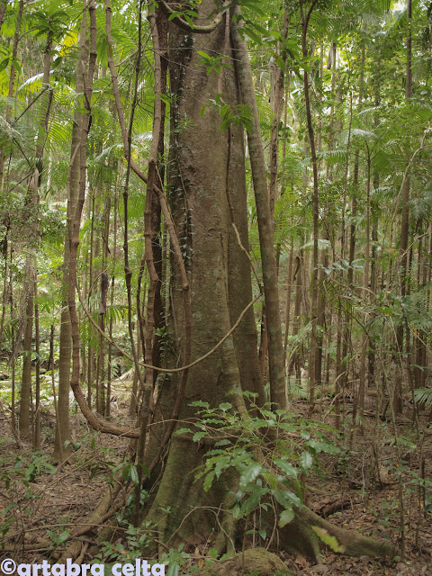 ROAD TRIP Y FRASER ISLAND - AUSTRALIA: UNA AVENTURA DE CONTRASTES (4)