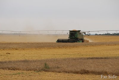 Grain Harvest