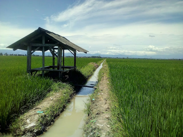 Gubug Di Tengah Sawah