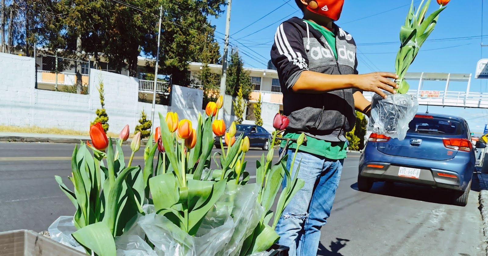 Ya llegó la temporada de Tulipanes ? a Tlaxcala ❤️