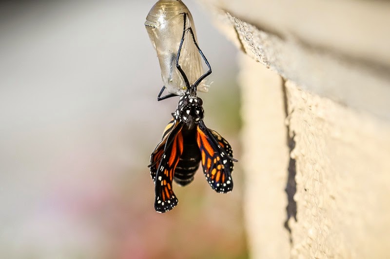 emerging monarchs-8