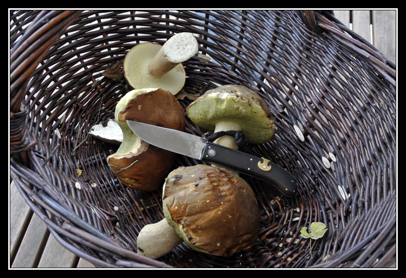 Par ici les ramasseurs de champignons... - Page 2 _DSC4958