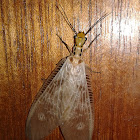 Lacewing fly