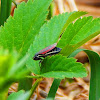 Red-banded Leafhopper