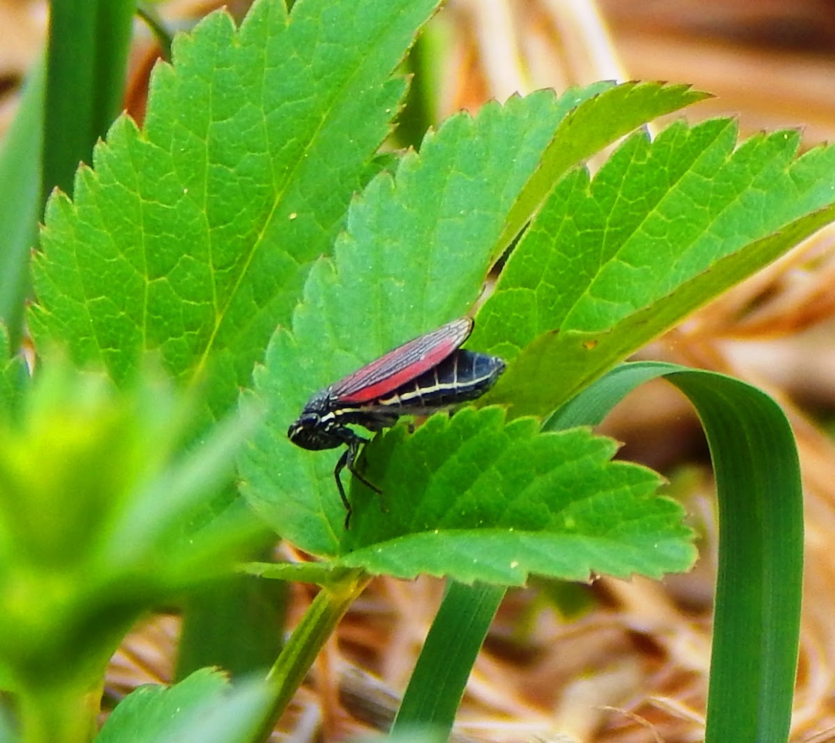 Red-banded Leafhopper