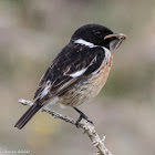 Stonechat