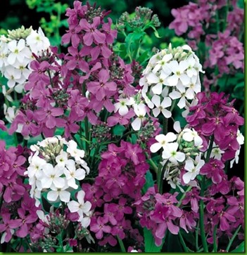 Hesperis-dames-rocket-mix