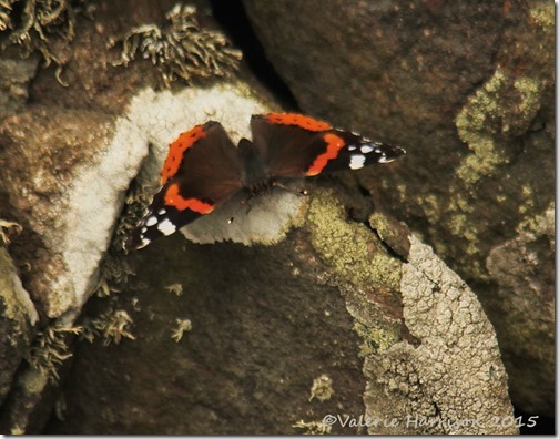 18Red-Admiral