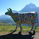 colorful cow welcoming you on the First in Grindelwald, Switzerland 