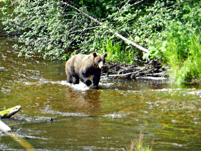 De crucero por Alaska... - Blogs de USA - Icy Strait Point (4)