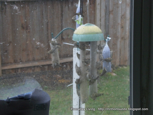 photo of Goldfinch feeding from a thistle sock