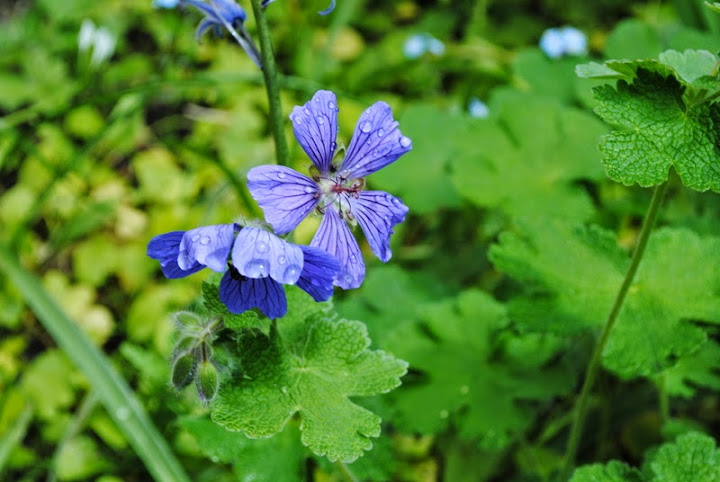 [Bild: geranium%252520renardii_20150525.JPG]