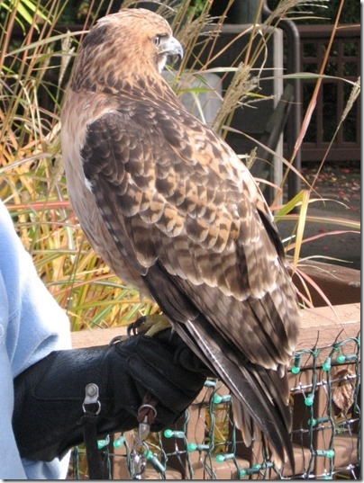 IMG_0331 Sundance the Red-Tailed Hawk at the Oregon Zoo in Portland, Oregon on November 10, 2009