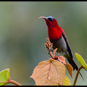 Crimson Sunbird