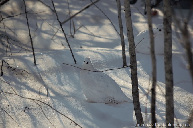 [ptarmigan%255B7%255D.jpg]