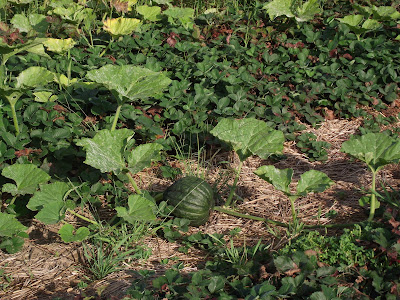 Tetsukabuto Squash in the Strawberry Patch