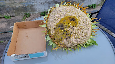 Sunflower head