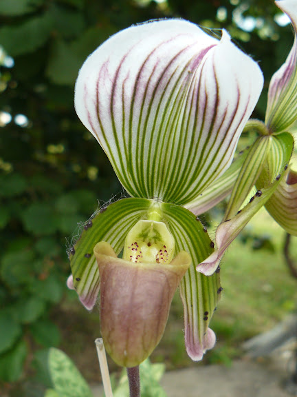 Paphiopedilum callosum f. subleave P1050731