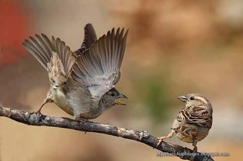 Sweet Birds Images For Share