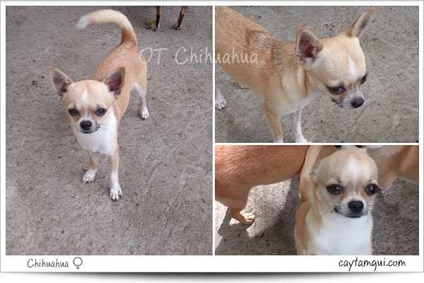 chihuahua thuần chủng chihuahua thuần chủng