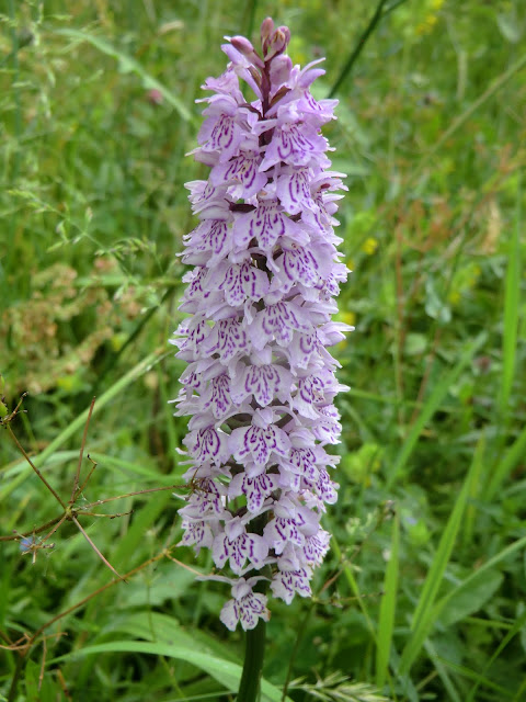 CIMG4531 Orchid in wildflower meadow, Pleasure Gardens