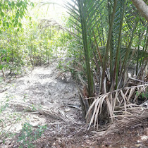 Biodiversity in mangrove swamp