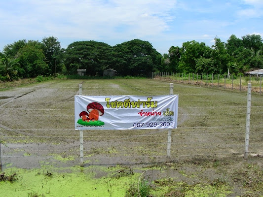 โชคดีฟาร์ม
