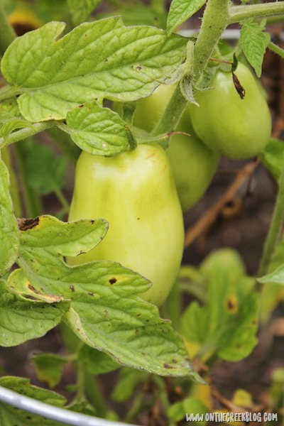 roma tomato plant