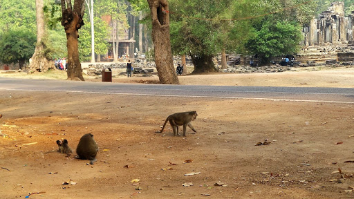 Monkey Morning in Cambodia 2016