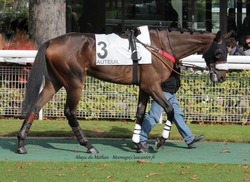 Photos Auteuil 11-10-2015 IMG_5070